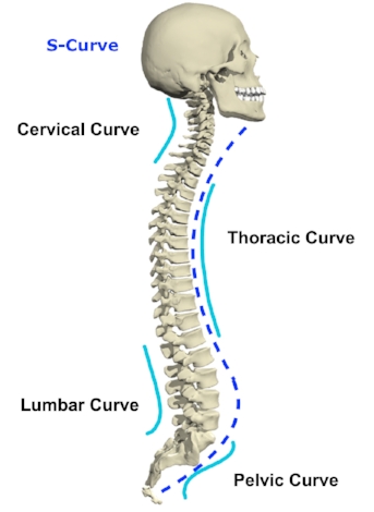 S-Curve+of+the+Spine - Stuart Community